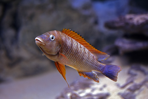 Самець Petrochromis famula 'Kigoma'