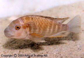 Самець Petrochromis famula 'kaiser Masanza'