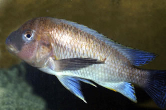 Самець Petrochromis famula 'kaiser Moliro'