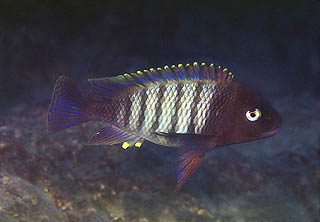 Самець Petrochromis famula 'Moliro'
