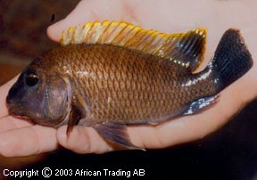 Самець Petrochromis famula 'Mtosi'