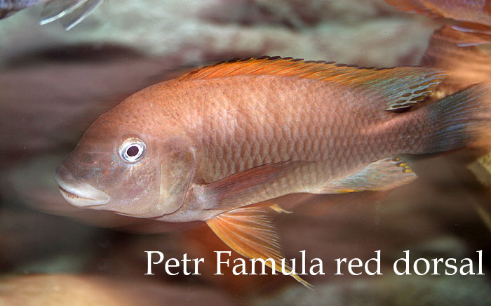 Самець Petrochromis famula 'red dorsal'