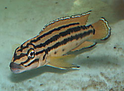 Самець Julidochromis regani 'Zambia gold'
