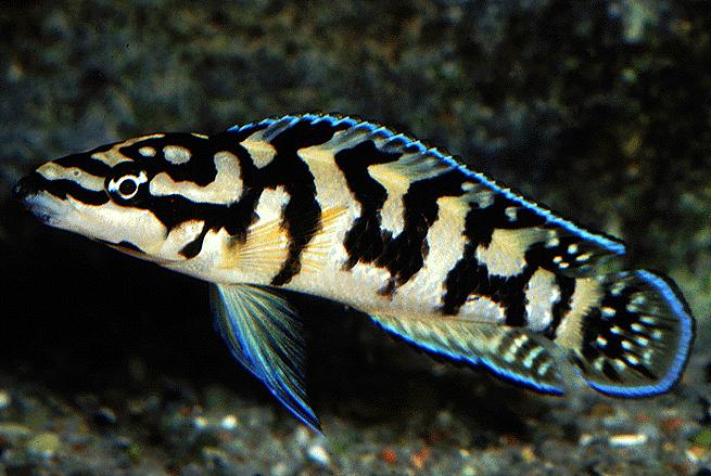 Самець Julidochromis marlieri 'Gombe'