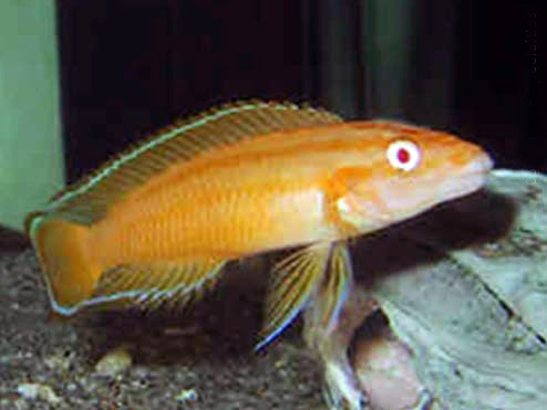 Самець Julidochromis ornatus albino