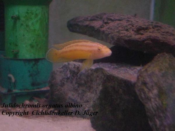 Самець Julidochromis regani albino