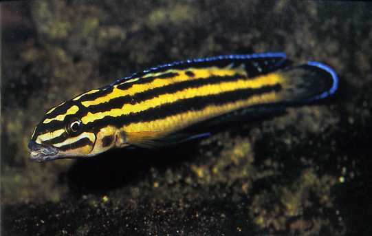 Самець Julidochromis regani 'Kipili'