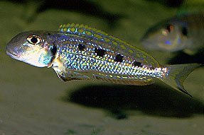 Самець Xenotilapia ochrogenys 'Namansi'