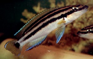 Самець Julidochromis ornatus 'blue fin'