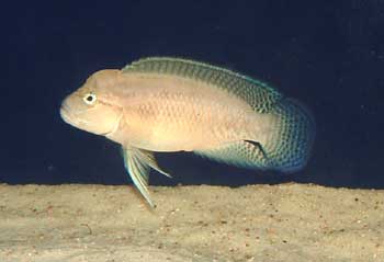 Самець Telmatochromis temporalis 'shell'