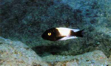 Самець Petrochromis famula 'Kibushi'