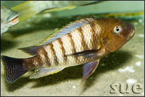 Самець Petrochromis famula 'Katete'