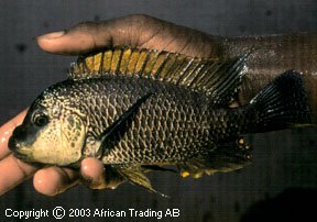 Самець Petrochromis famula 'Zongwe'