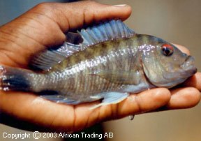 Самець Petrochromis fasciolatus 'Ikola'
