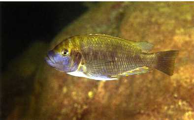 Самець Petrochromis fasciolatus 'Kambwimba'