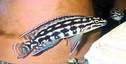 Самець Julidochromis regani 'Karilani'
