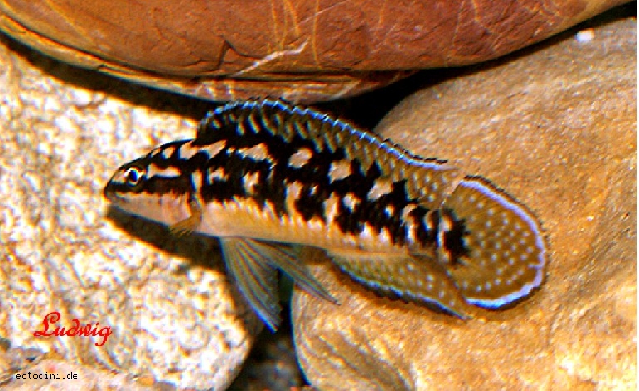 Самець Julidochromis transcriptus 'Kisonso'