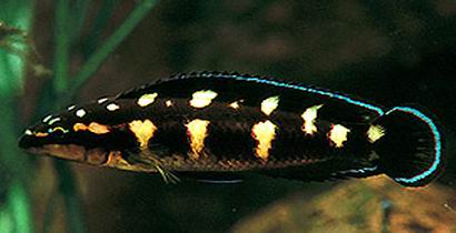 Самець Julidochromis transcriptus 'kissi Pemba'