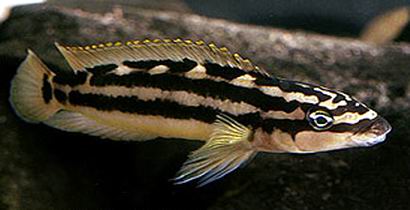 Самець Julidochromis transcriptus 'kissi Uvira'
