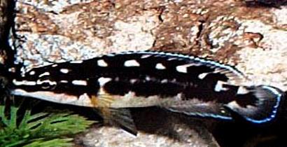 Самець Julidochromis transcriptus 'Kapampa'
