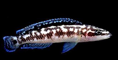 Самець Julidochromis transcriptus 'Katoto'