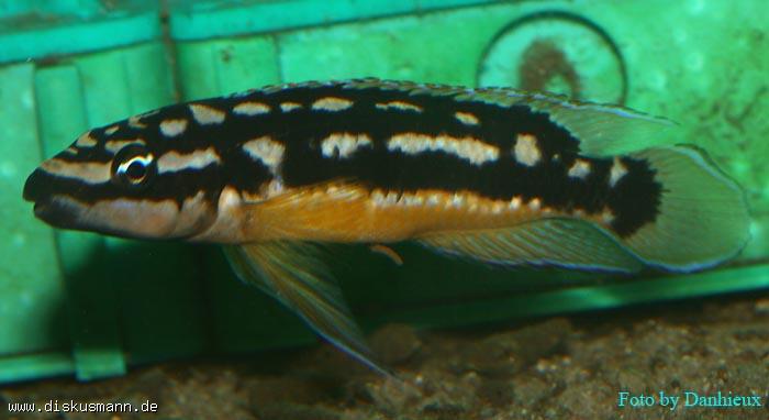 Самець Julidochromis transcriptus 'Korosha'