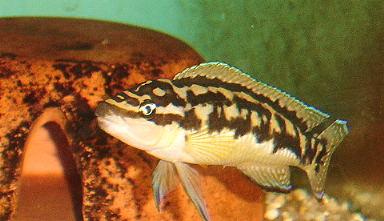 Самець Julidochromis transcriptus 'Zongwe'