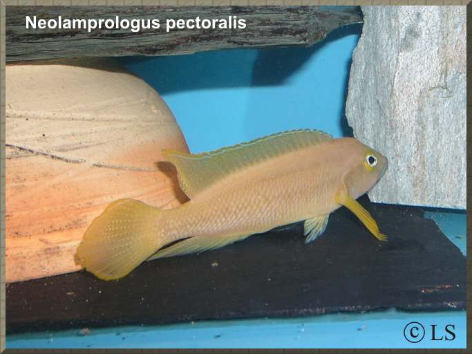 Самець Neolamprologus pectoralis 'gelb'