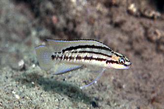 Самець Telmatochromis bifrenatus 'Halembe'