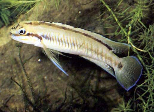 Самець Telmatochromis vittatus 'Bujumbura'