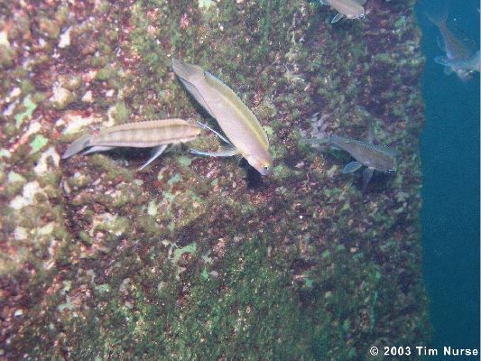 Самець Telmatochromis vittatus 'Molwe'