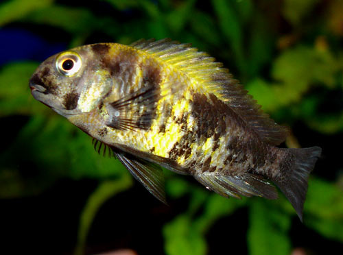 Самець Tropheus moorii 'Kiriza' OB