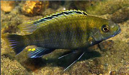 Самець Cyathochromis obliquidens 'Maingano'