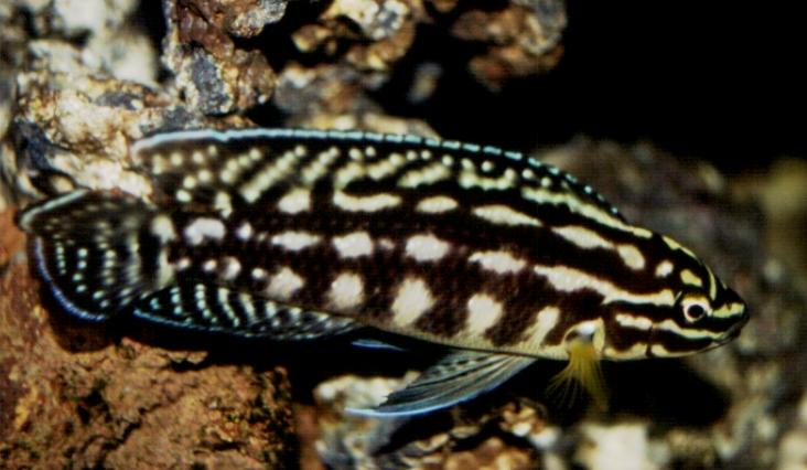 Самець Julidochromis marlieri