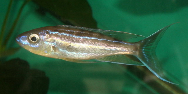 Самець Benthochromis tricoti 'Makombe'