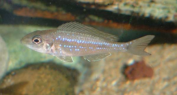 Самець Microdontochromis rotundiventralis