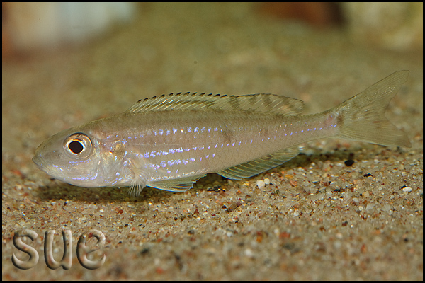 Самець Microdontochromis tenuidentatus