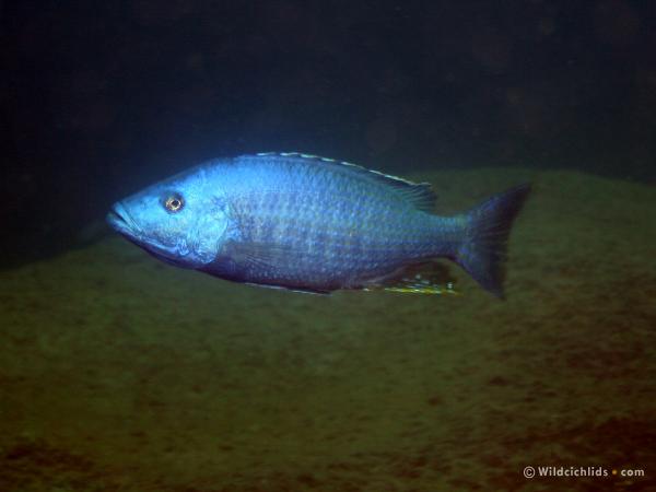 Самець Dimidiochromis kiwinge