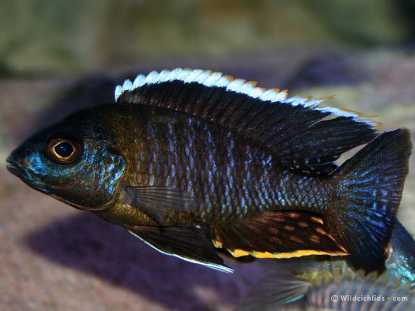 Самець Aulonocara spec. 'yellow collar Msasa Reef'
