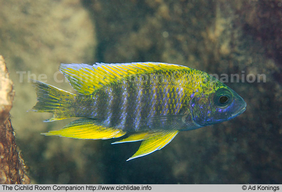 Самець Aulonocara jacobfreibergi 'Tchinga Reef'