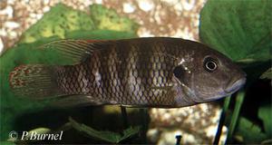 Benitochromis batesii-male