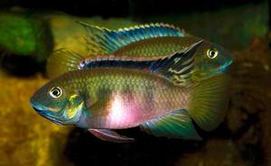 Benitochromis nigrodorsalis Moliwe (с)Steven Chester