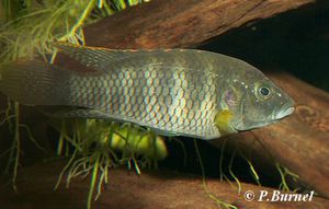 Benitochromis sp. Eseka