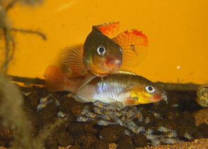 Congochromis sabinae Tshuapa