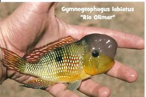 Gymnogeophagus labiatus Rio Olimar