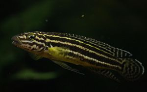 Julidochromis regani