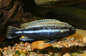 Melanochromis auratus male