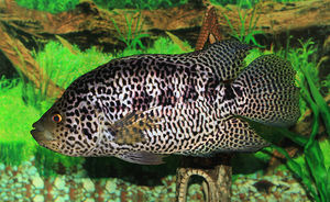 Parachromis managuensis