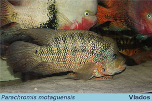 Parachromis motaguensis male
