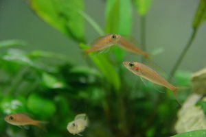 Paracyprichromis Nigripinnis 2